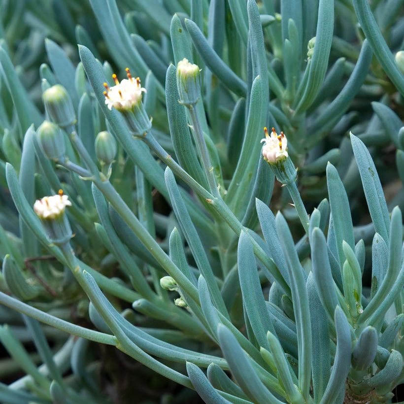 Senecio serpens - Plante succulente (Flowering)