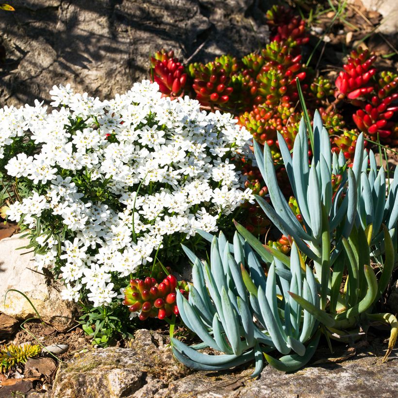 Senecio serpens - Plante succulente (Plant habit)