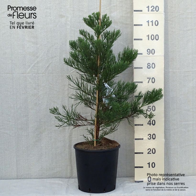 Example of Séquoia géant - Sequoiadendron giganteum Greenpeace Pot de 18L/20L as you get in automne