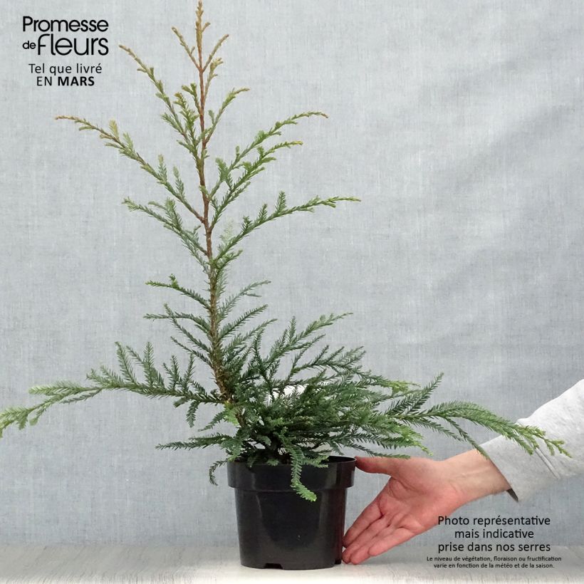 Example of Sequoia sempervirens Adpressa - Séquoia nain Pot de 3L/4L as you get in printemps