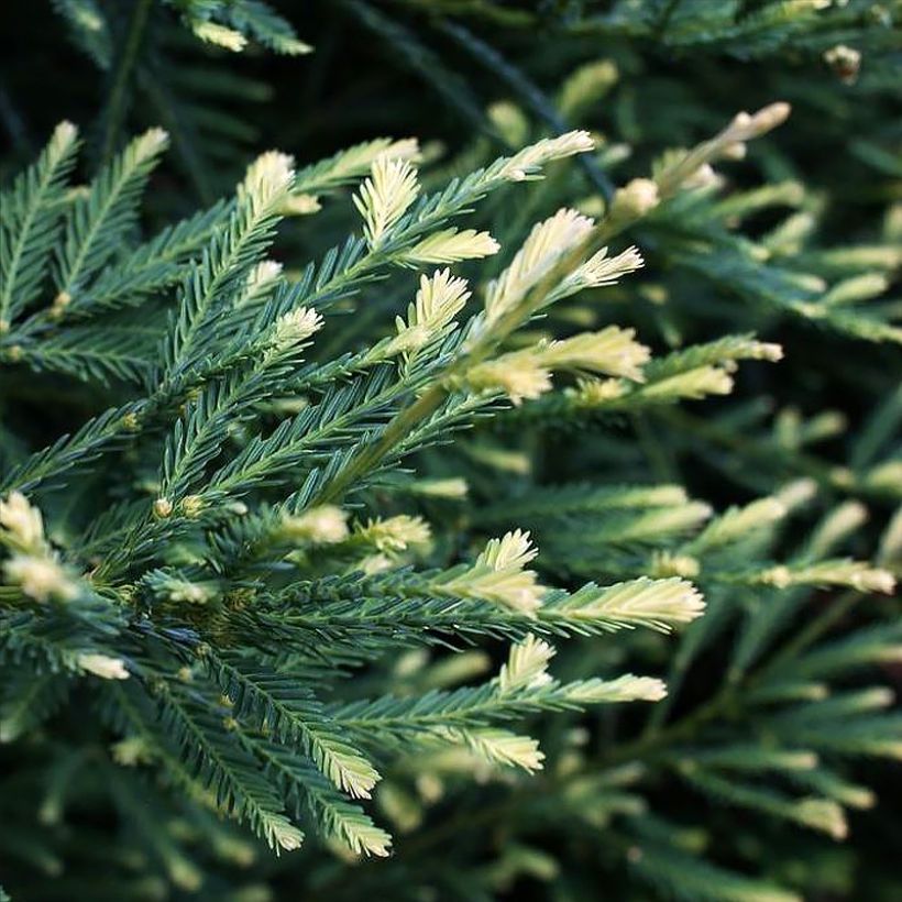 Sequoia sempervirens Adpressa - Séquoia nain (Foliage)