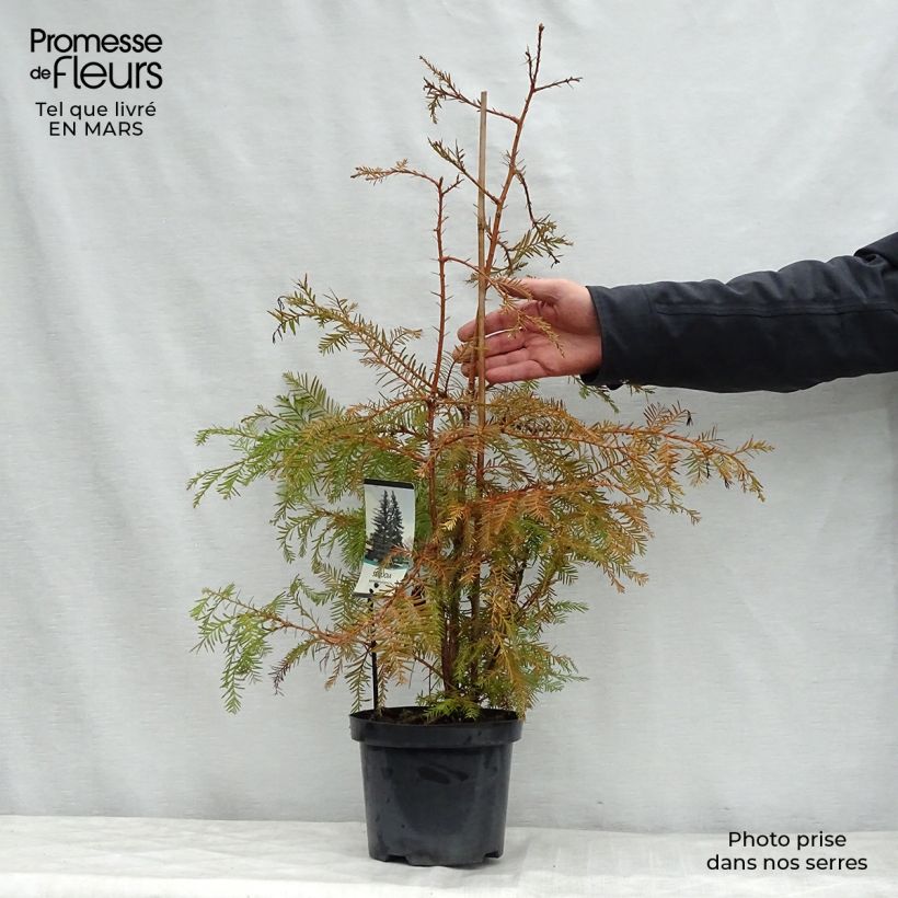 Example of Sequoia sempervirens - Séquoia à feuilles d'If Pot de 3L/4L as you get in printemps