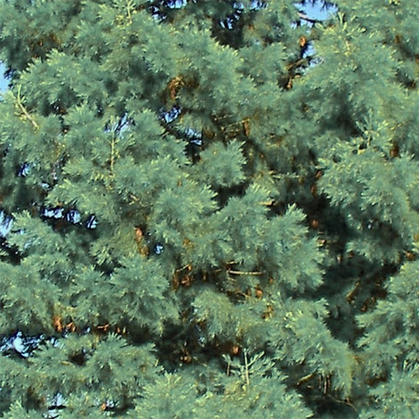 Séquoia géant - Sequoiadendron giganteum Glaucum         (Foliage)