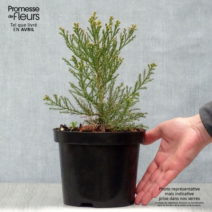 Example of Sequoiadendron giganteum - Séquoia géant  Pot de 2L/3L as you get in printemps