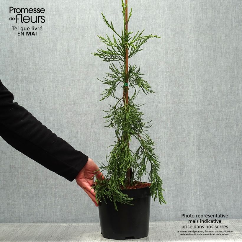 Example of Sequoiadendron giganteum Pendulum - Séquoia géant pleureur Pot de 4L/5L as you get in printemps