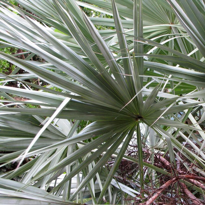 Serenoa repens Silver - Palmier de Floride (Foliage)