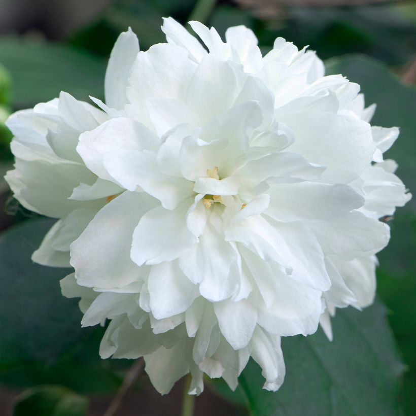 Seringat Minnesota Snowflake - Philadelphus virginalis (Flowering)