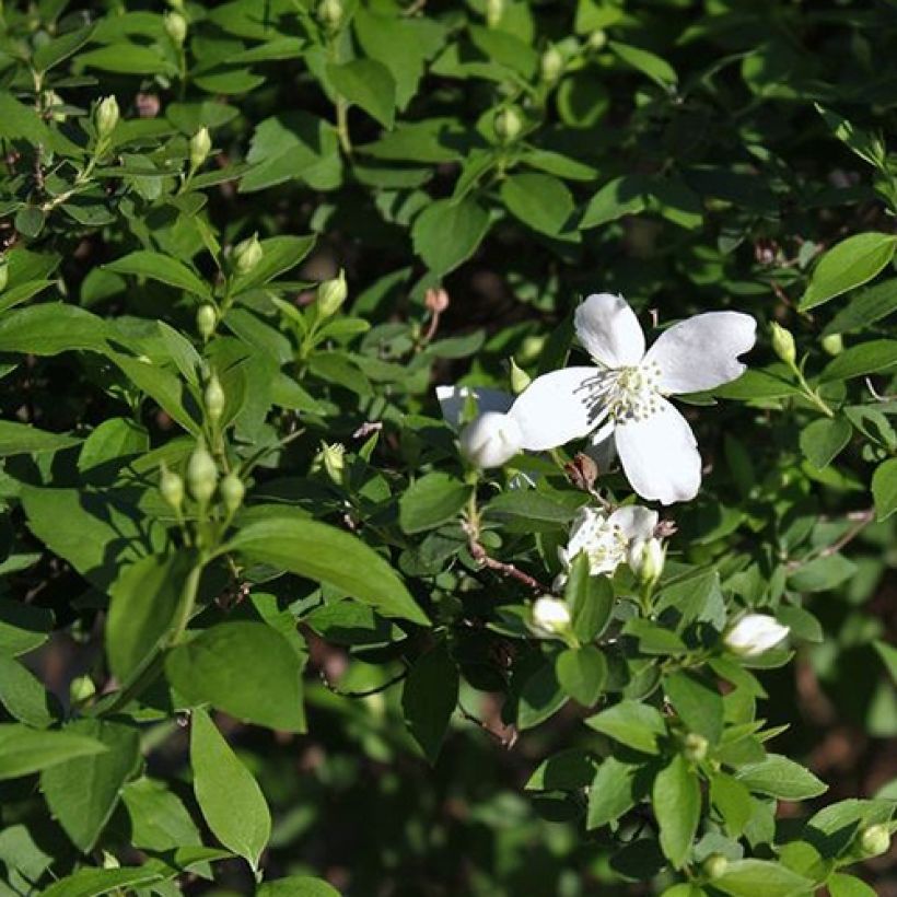 Seringat - Philadelphus Silberregen (Foliage)