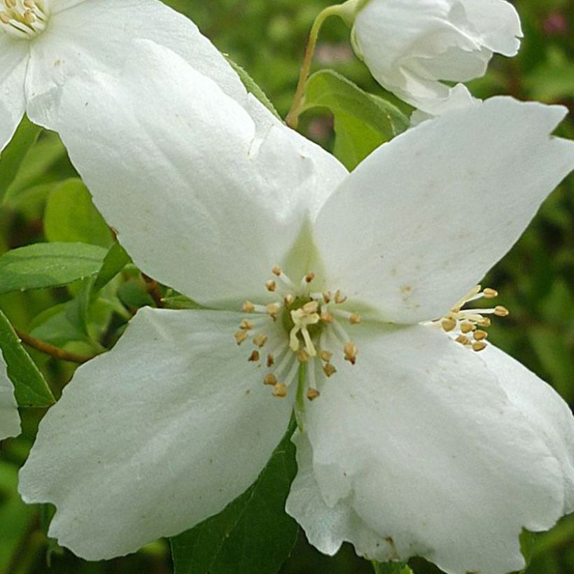 Seringat - Philadelphus Silberregen (Flowering)