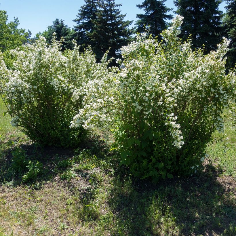 Seringat - Philadelphus Silberregen (Plant habit)