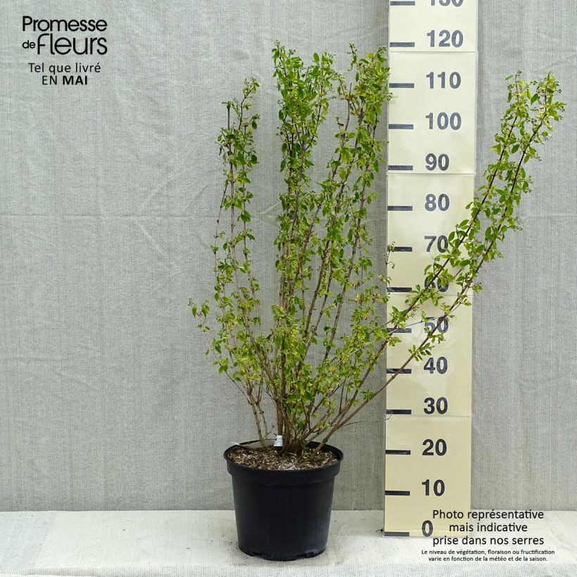 Spécimen de Seringat - Philadelphus Snowbelle Pot de 7,5L/10L tel que livré au printemps