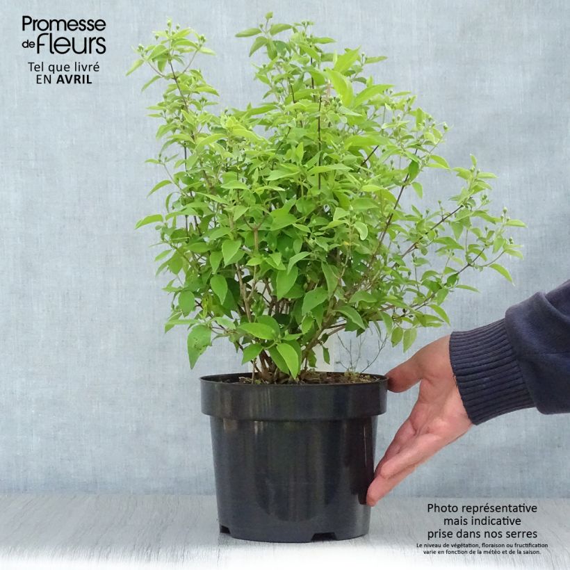 Spécimen de Seringat blanc - Philadelphus Albâtre Pot de 3L/4L tel que livré au printemps