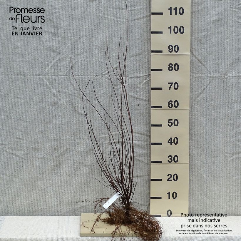 Spécimen de Seringat de Lemoine - Philadelphus Lemoinei Racines nues tel que livré en hiver