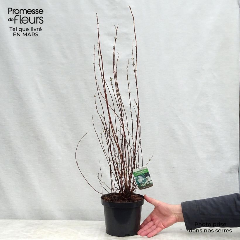 Spécimen de Seringat de Lemoine - Philadelphus Manteau d'Hermine Pot de 3L/4L tel que livré au printemps