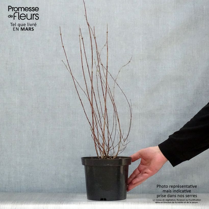 Spécimen de Seringat de Lemoine - Philadelphus Lemoinei Pot de 3L/4L tel que livré au printemps