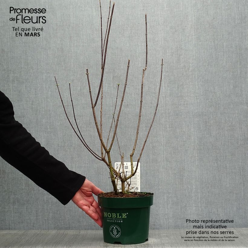 Example of Seringat des Jardins - Philadelphus Innocence Pot de 3L/4L as you get in printemps
