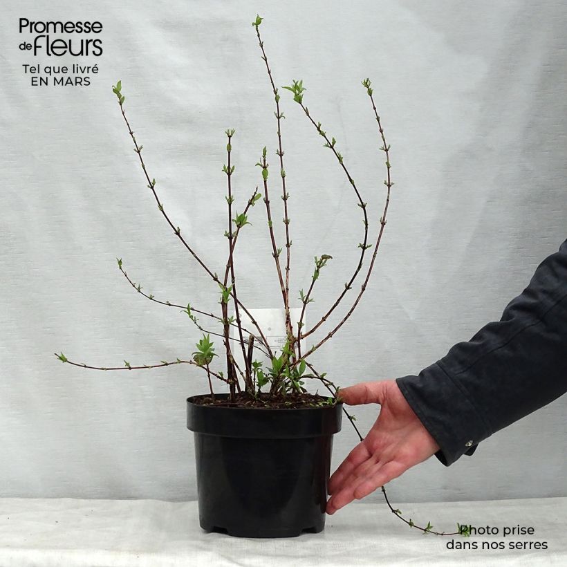 Spécimen de Seringat des jardins - Philadelphus Belle Etoile Pot de 3L/4L tel que livré au printemps