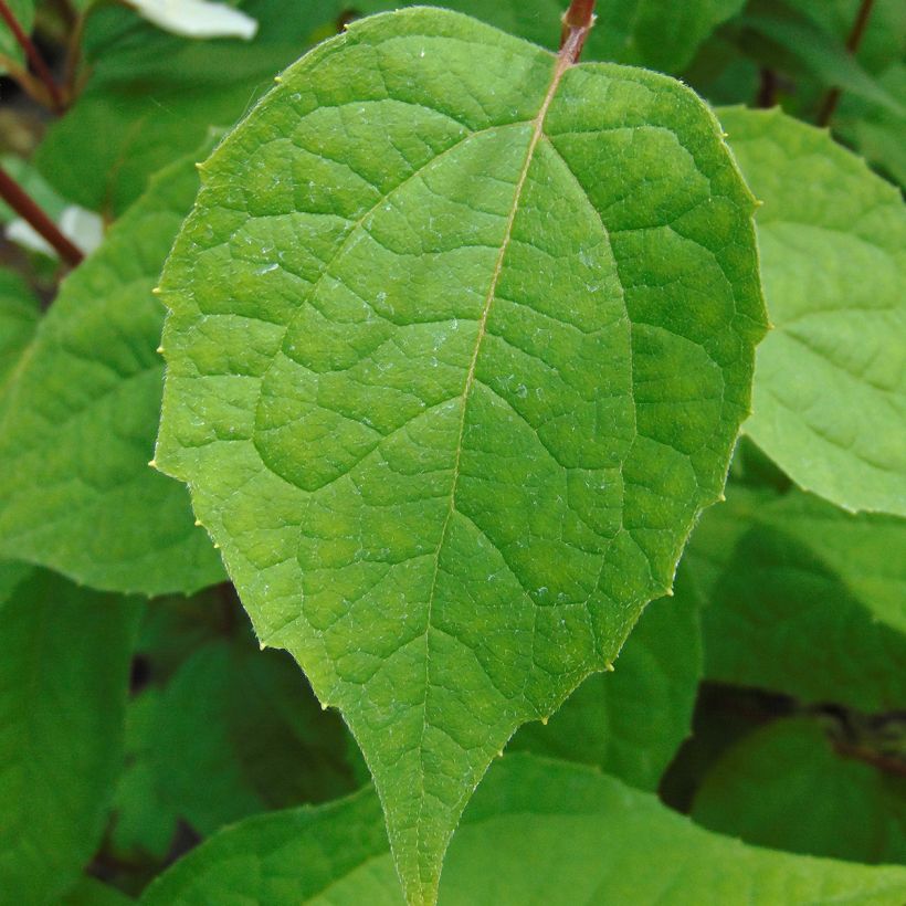 Seringat des jardins - Philadelphus Starbright (Foliage)