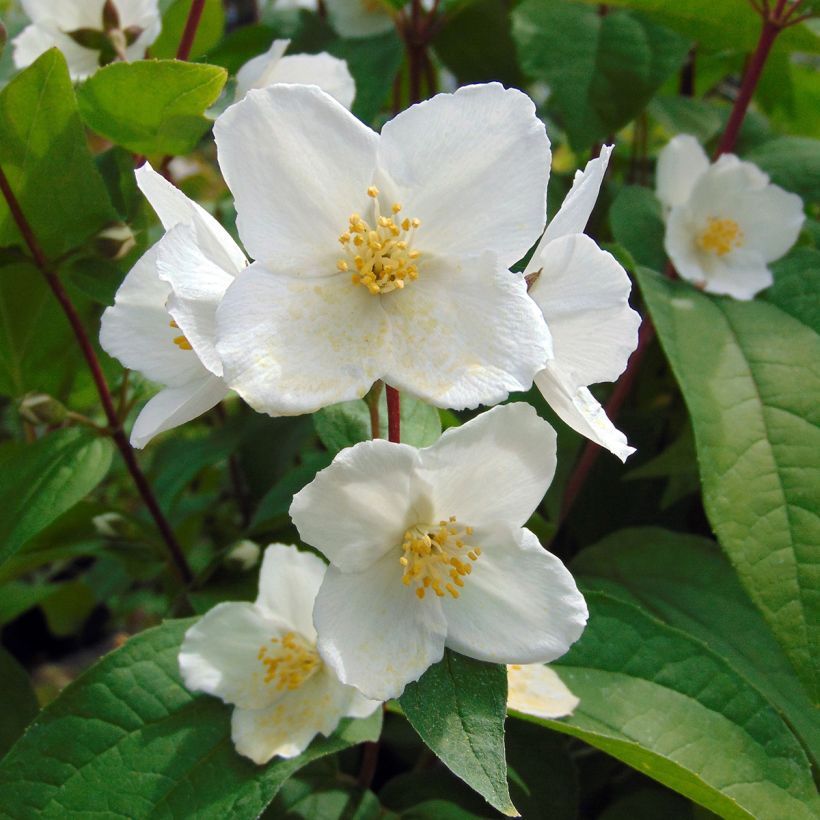 Seringat des jardins - Philadelphus Starbright (Flowering)