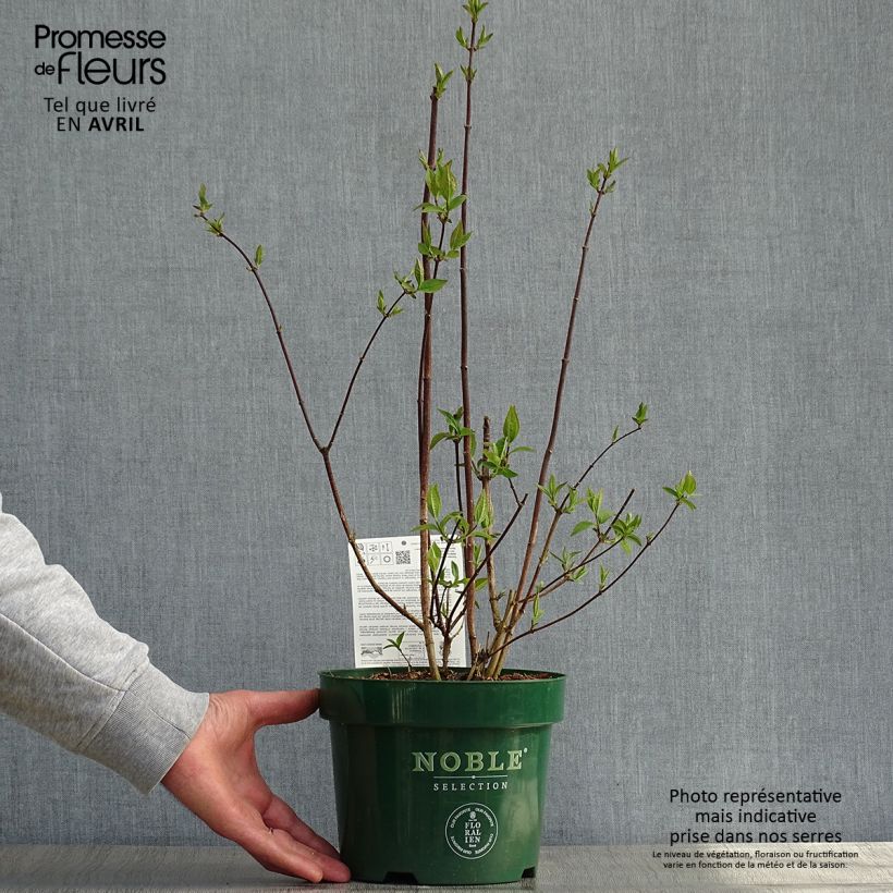 Example of Seringat des jardins - Philadelphus Starbright Pot de 3L/4L as you get in printemps