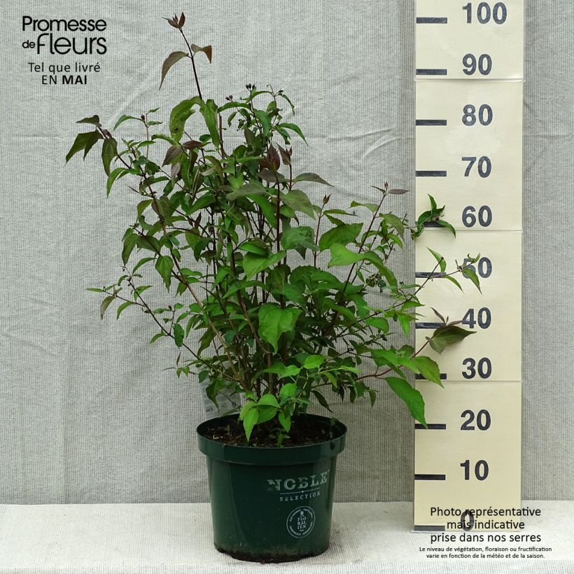 Example of Seringat des jardins - Philadelphus Starbright Pot de 7,5L/10L as you get in printemps