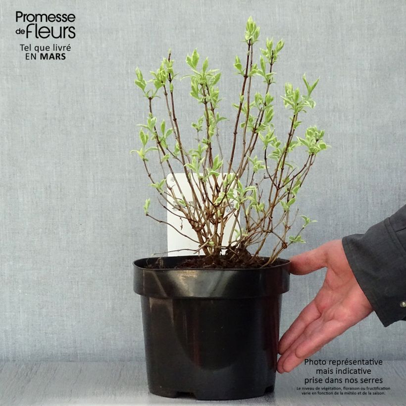 Example of Seringat des jardins - Philadelphus coronarius Variegatus Pot de 3L/4L as you get in printemps