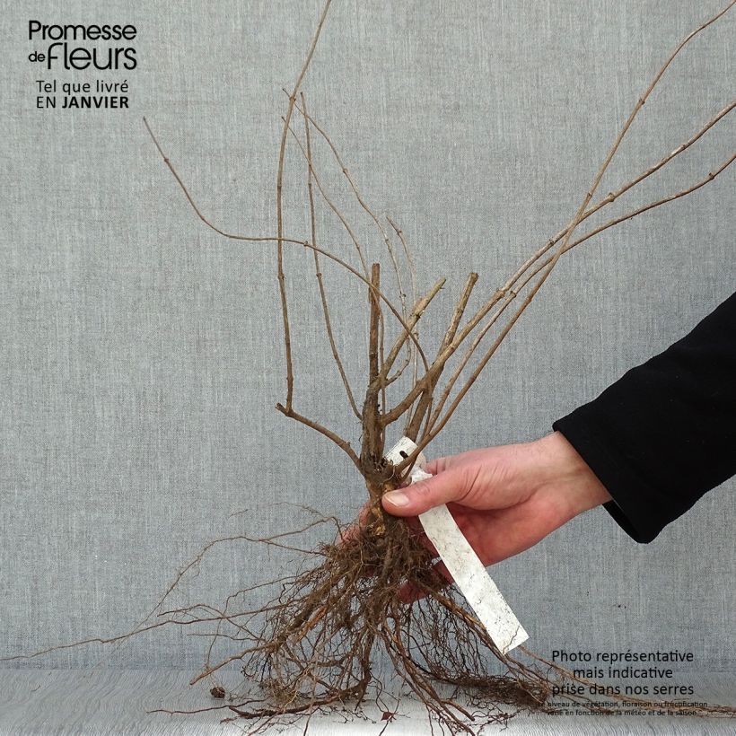 Example of Philadelphus coronarius Racines nues as you get in hiver