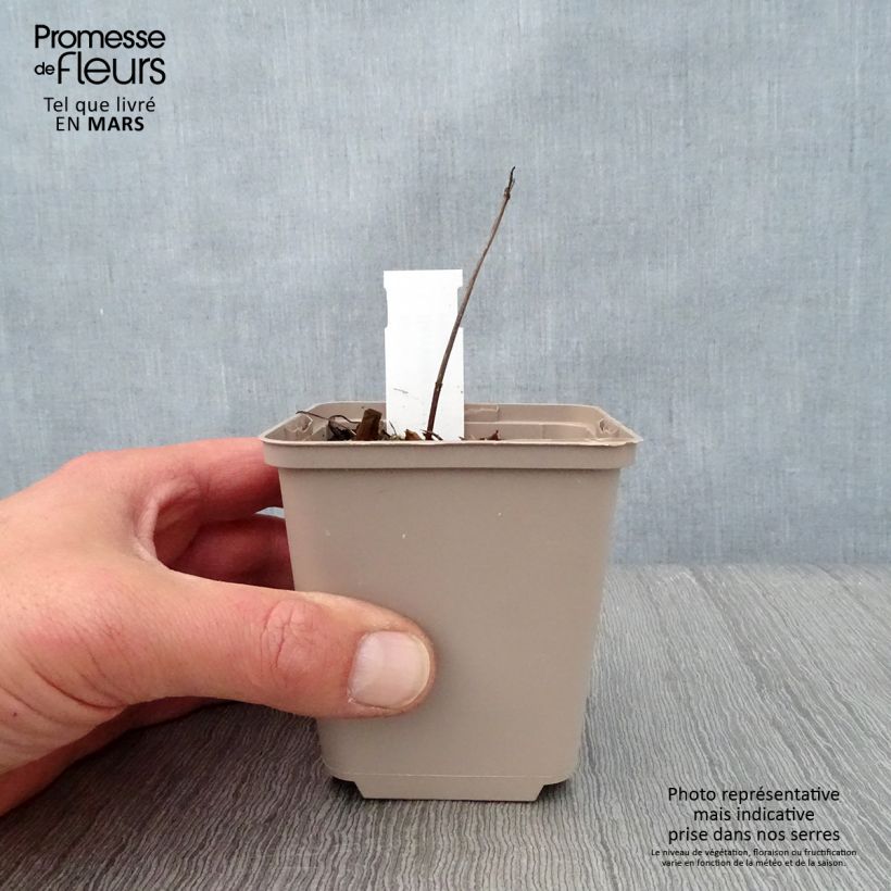 Spécimen de Serratula seoanei - Serratule de Seoane Godet de 8/9 cm tel que livré au printemps