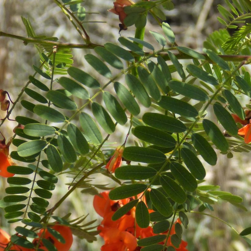 Sesbania punicea - Flamboyant d'Hyères (Foliage)