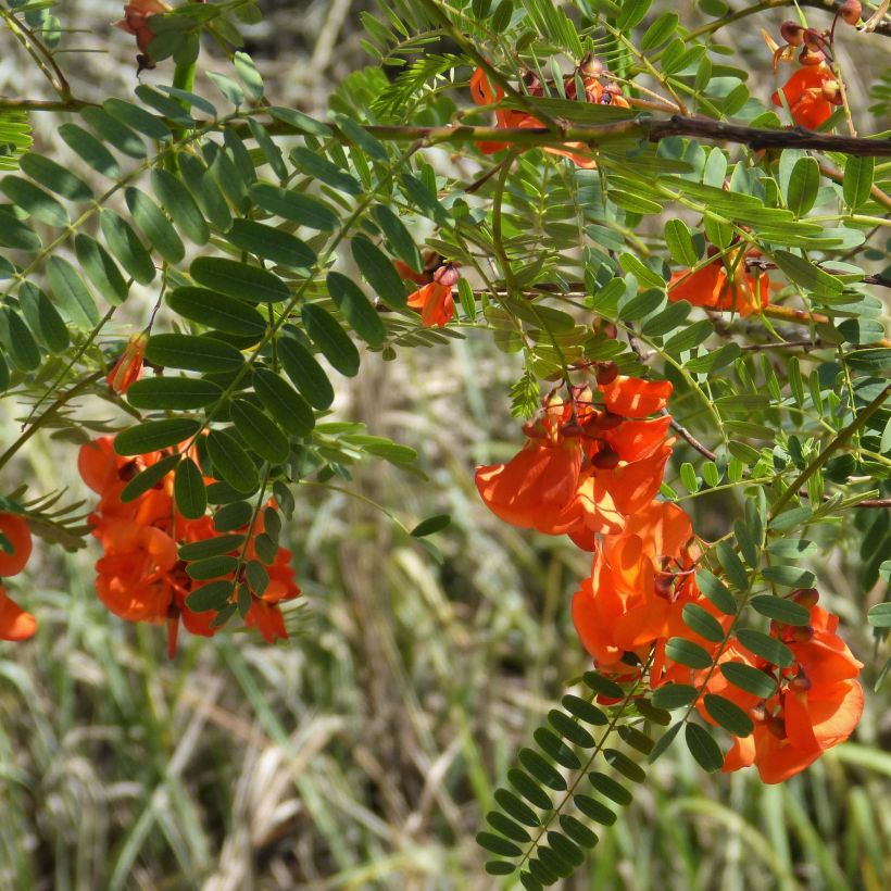 Sesbania punicea - Flamboyant d'Hyères (Flowering)