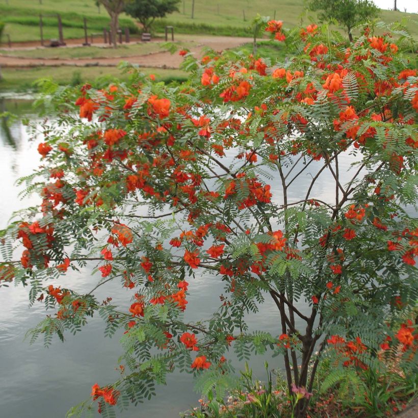 Sesbania punicea - Flamboyant d'Hyères (Plant habit)