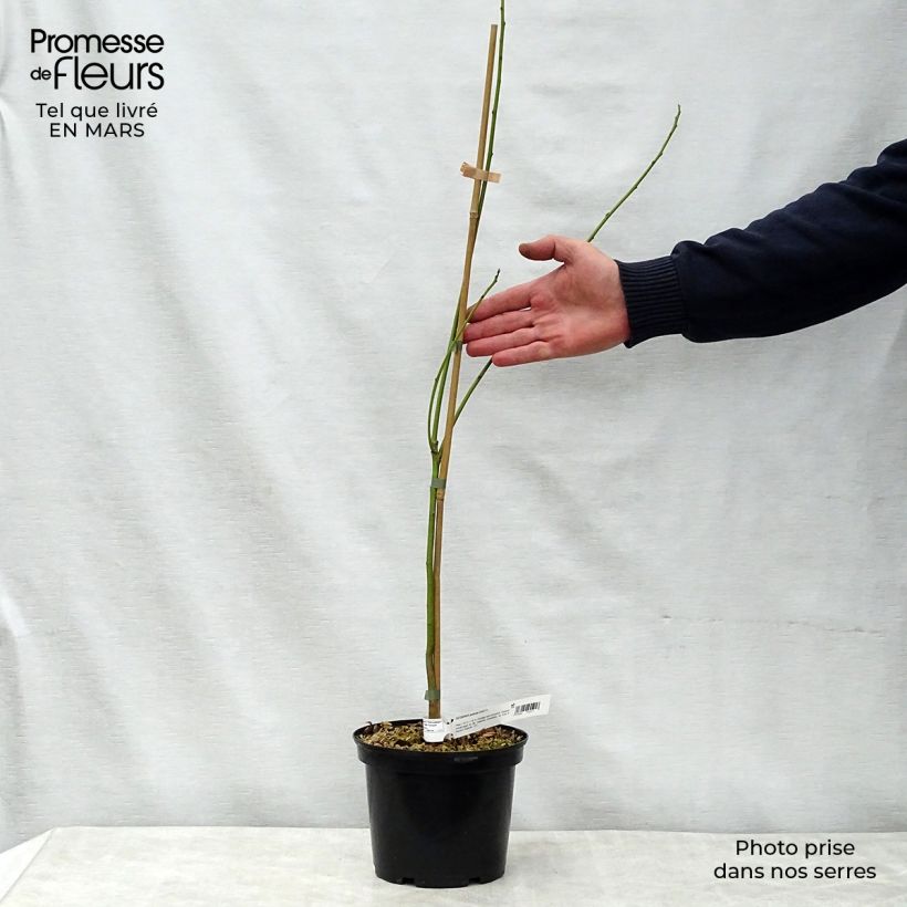 Example of Sesbania punicea - Flamboyant d'Hyères Pot de 2L/3L as you get in printemps