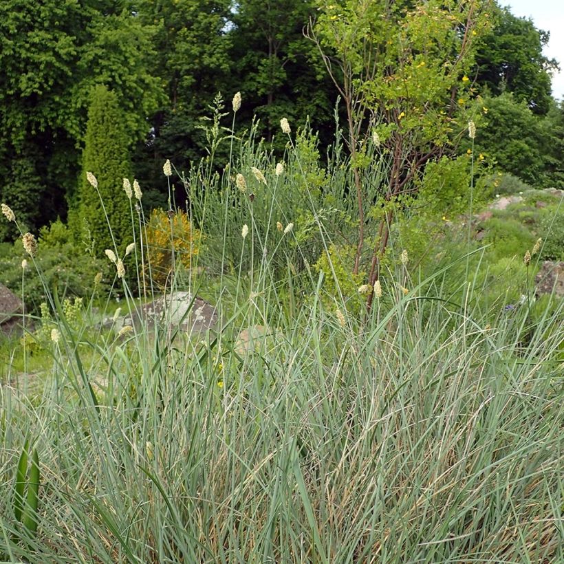 Sesleria argentea - Seslérie argentée (Plant habit)