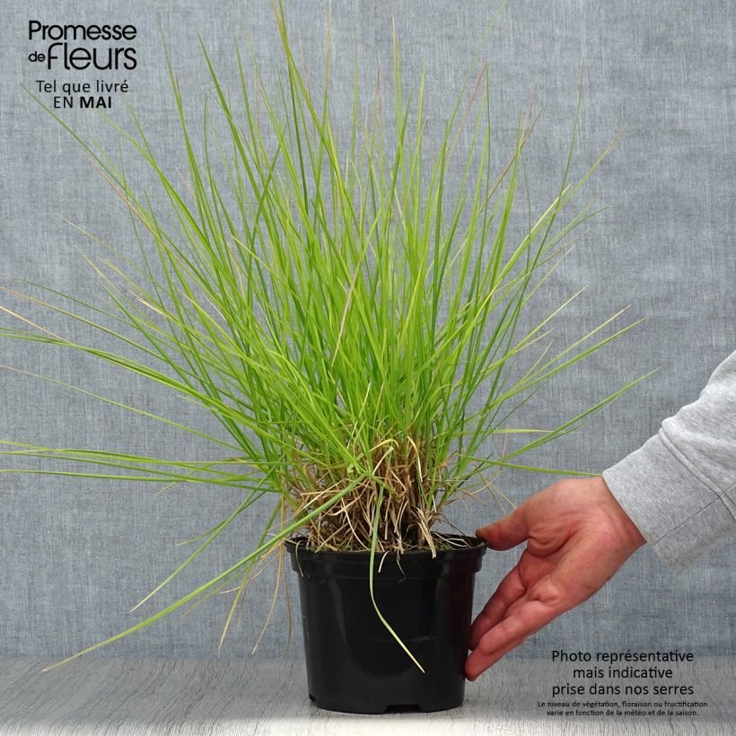 Example of Sesleria autumnalis - Seslérie d'automne Pot de 2L/3L as you get in printemps