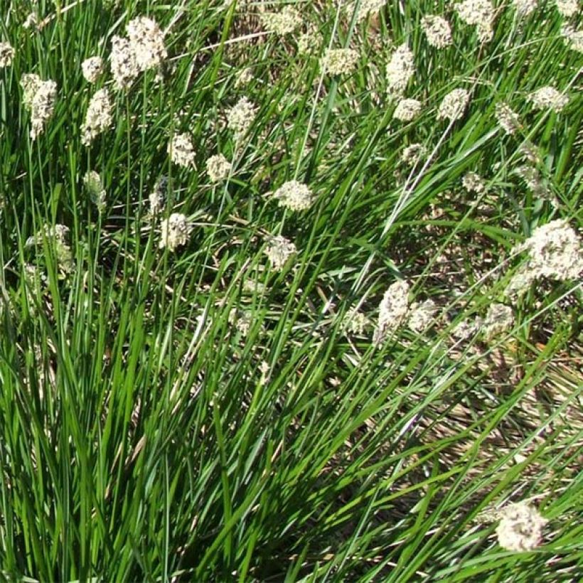 Sesleria heufleriana - Seslerie (Flowering)