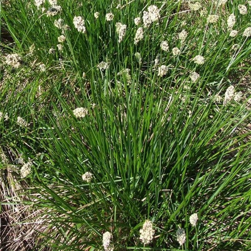 Sesleria heufleriana - Seslerie (Plant habit)