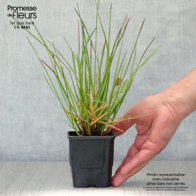 Example of Sesleria heufleriana - Seslerie Godet de 8/9 cm as you get in printemps