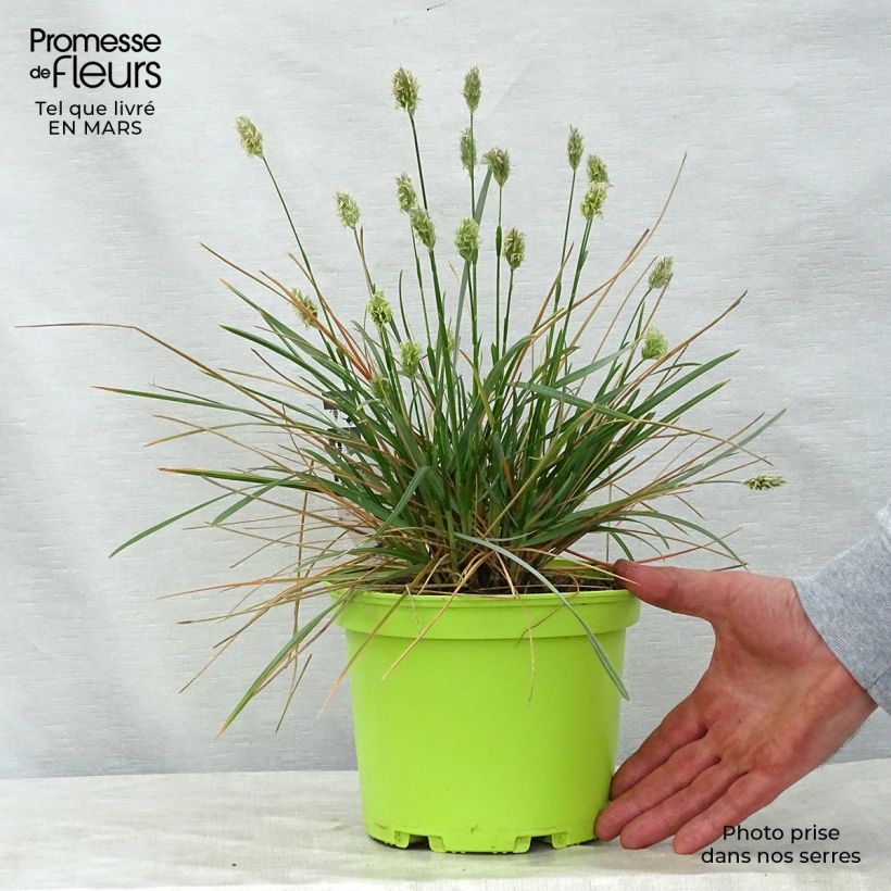 Example of Sesleria heufleriana - Seslerie Pot de 2L/3L as you get in printemps
