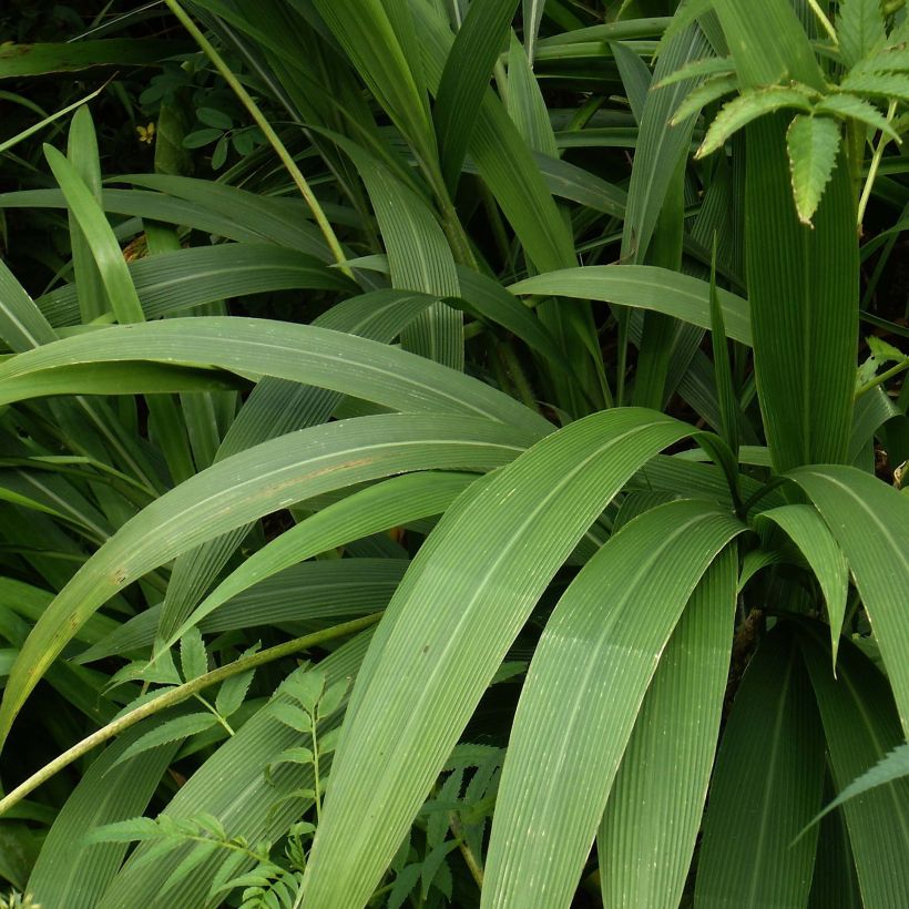 Setaria palmifolia - Herbe-palmier (Foliage)