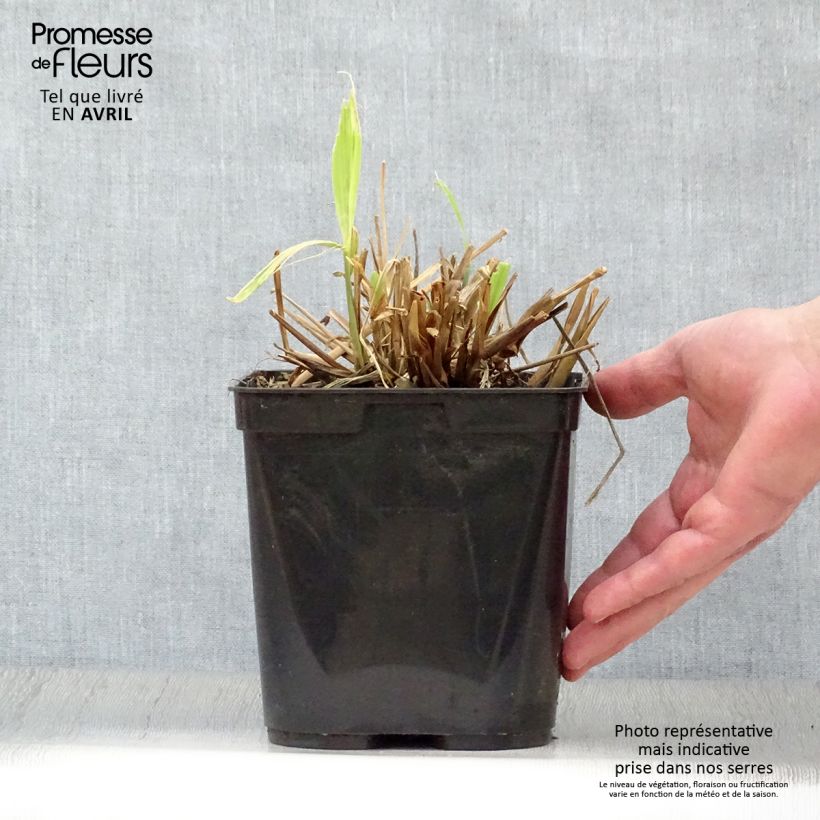 Example of Setaria palmifolia - Herbe-palmier Pot de 2L/3L as you get in printemps