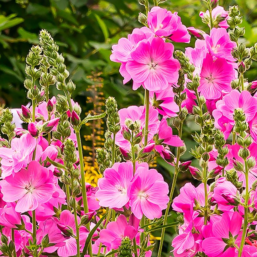 Sidalcea Candy Girl - Sidalcée (Flowering)