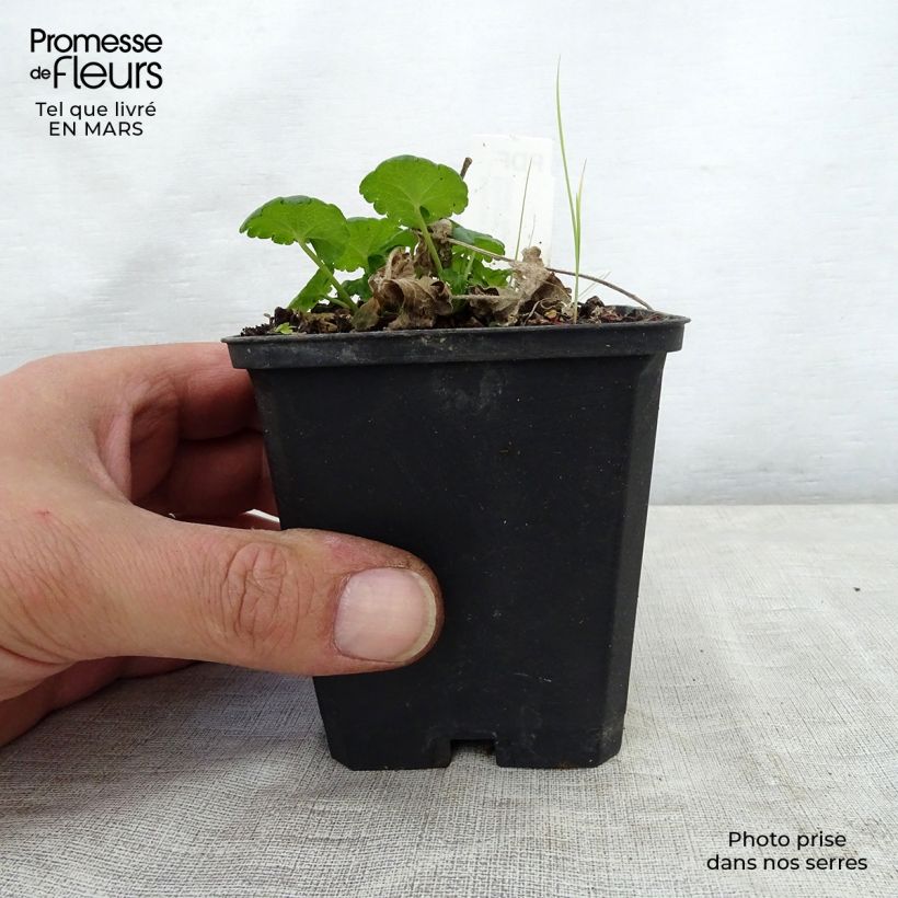 Spécimen de Sidalcea Little Princess - Sidalcée Godet de 8/9 cm tel que livré au printemps