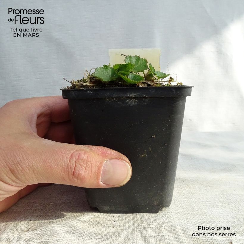 Spécimen de Sidalcea Oberon - Sidalcée Godet de 8/9 cm tel que livré au printemps