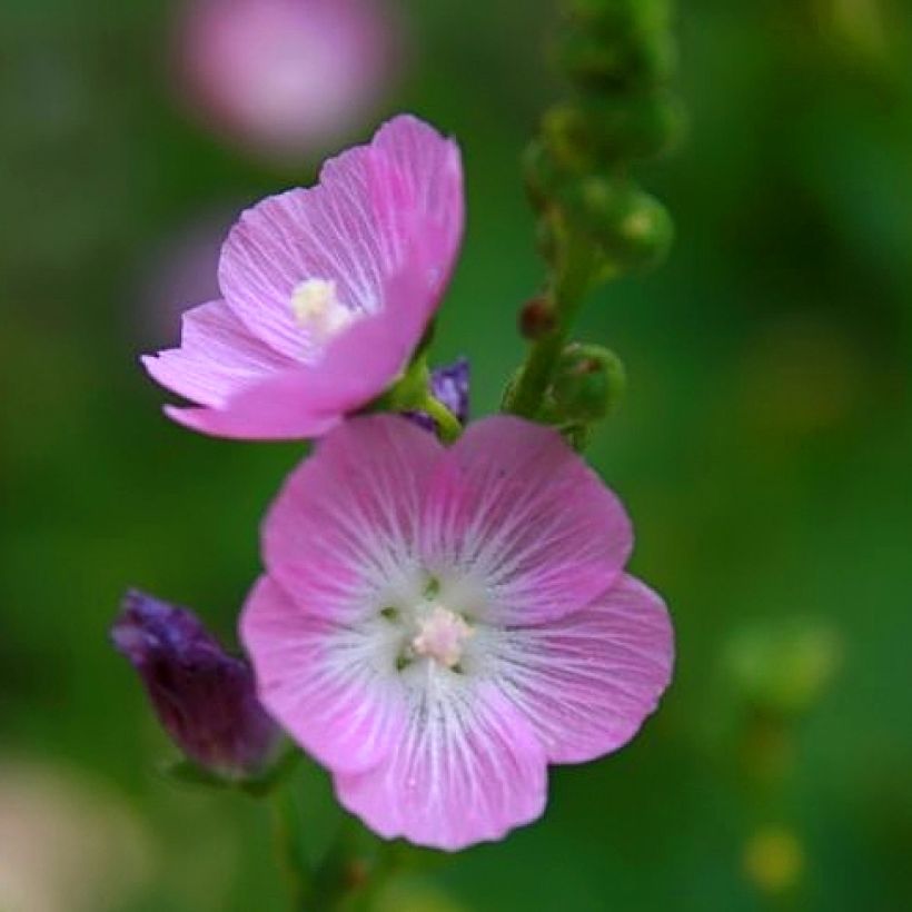Sidalcea Party Girl - Sidalcée (Flowering)
