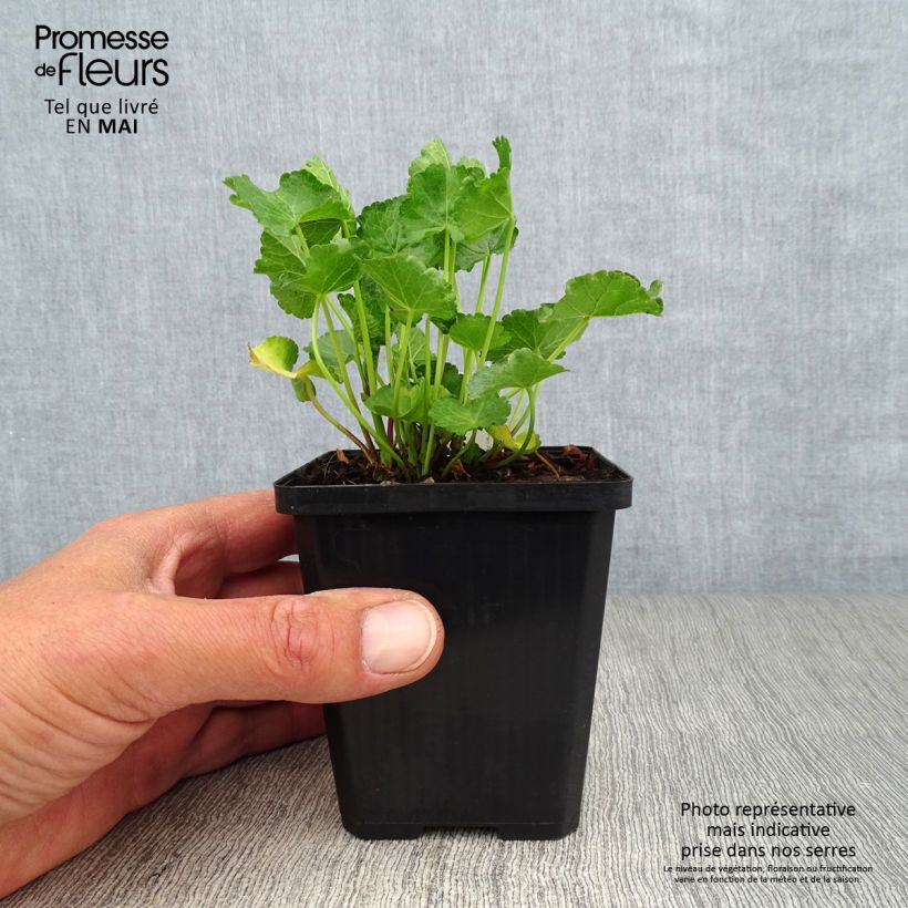 Example of Sidalcea Party Girl - Sidalcée Godet de 8/9 cm as you get in printemps