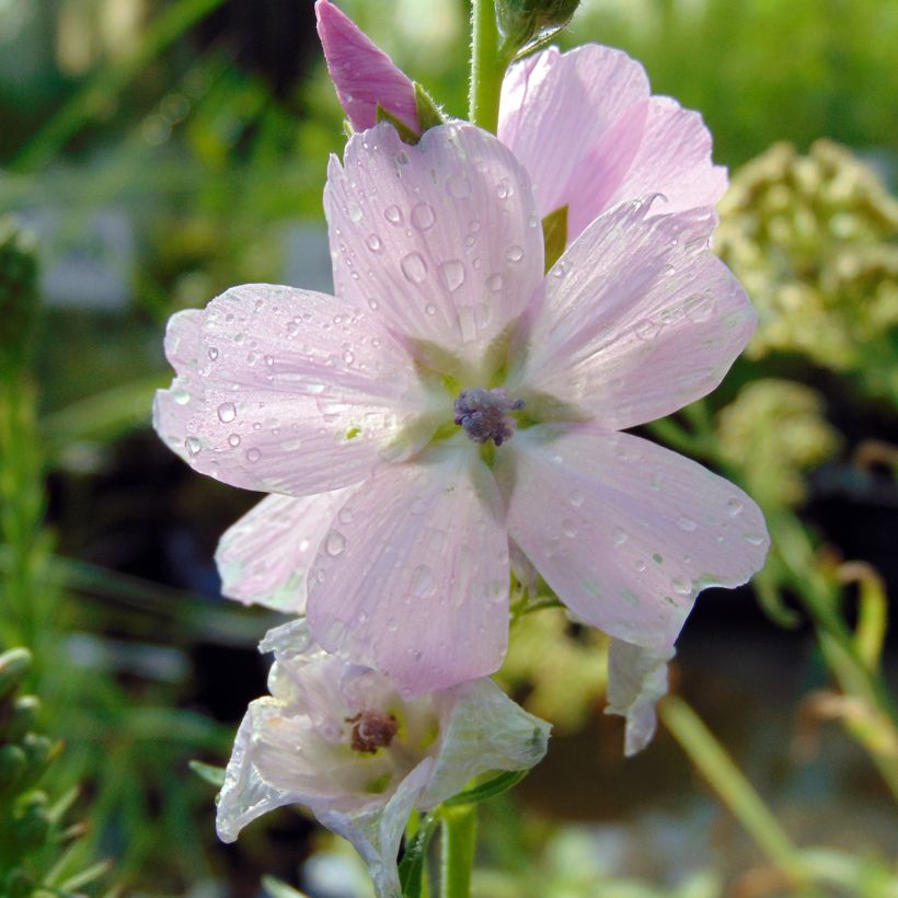 Sidalcea malviflora Elsie Heugh, Sidalcée (Flowering)