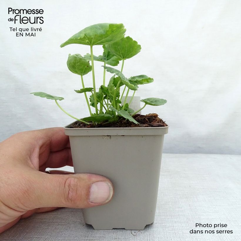 Example of Sidalcea oregana Brilliant - Sidalcée Godet de 8/9 cm as you get in printemps