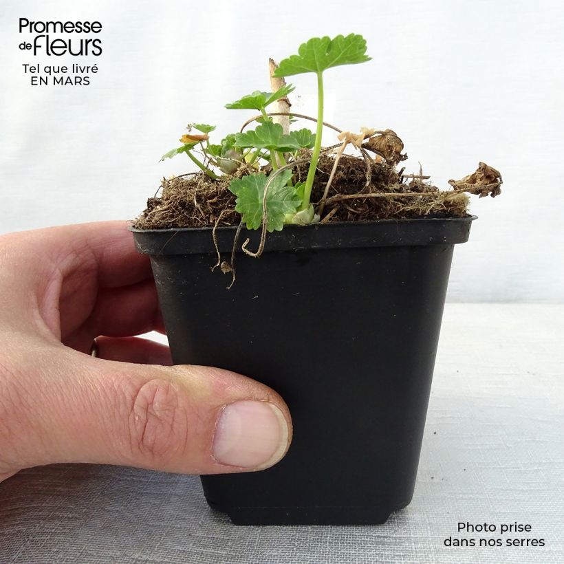 Example of Sidalcea ou sidalcée candida Godet de 8/9 cm as you get in printemps