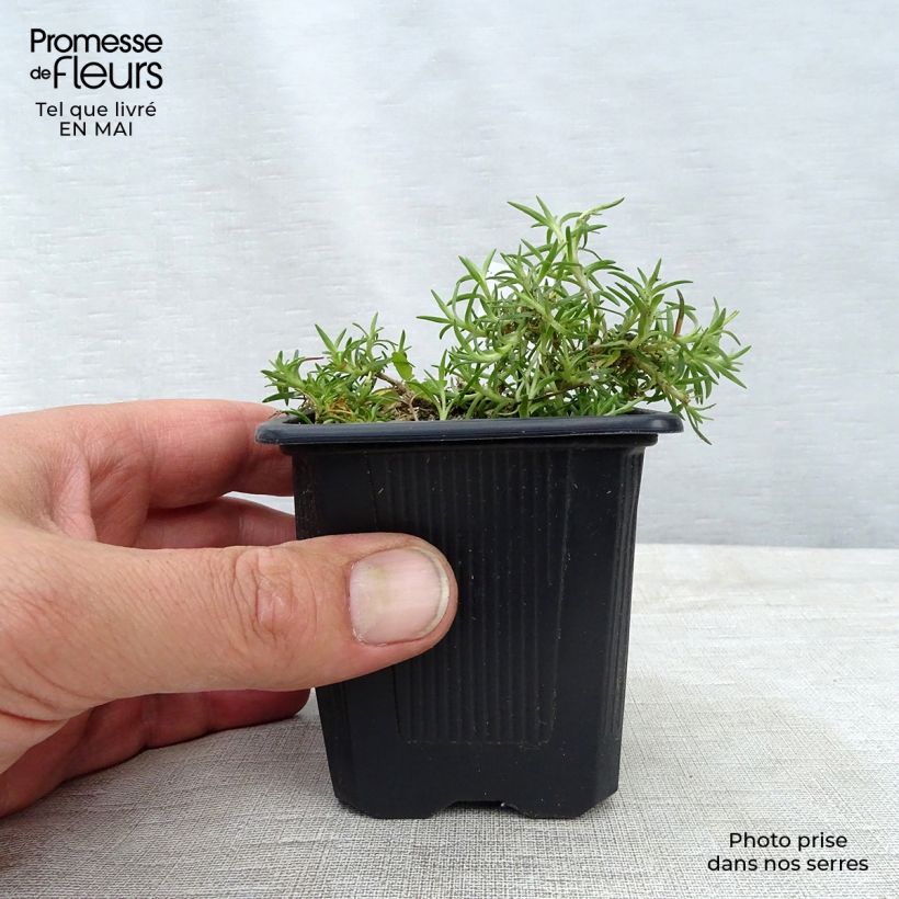 Example of Silene acaulis Godet de 7/8 cm as you get in printemps