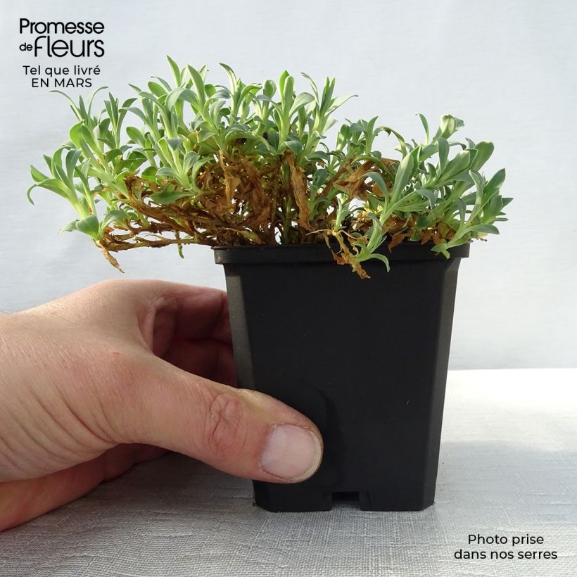 Example of Silène maritime Weisskehlchen - Silène maritime Godet de 8/9 cm as you get in printemps